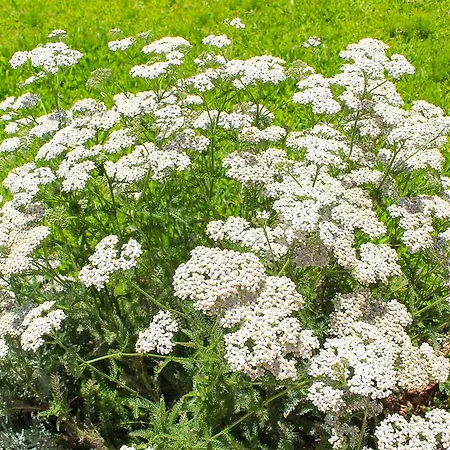 Solar Do Carvalho Pensionat