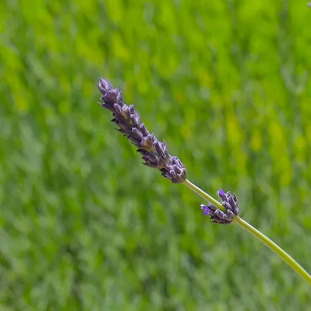 Solar Do Carvalho Pensionat 4*