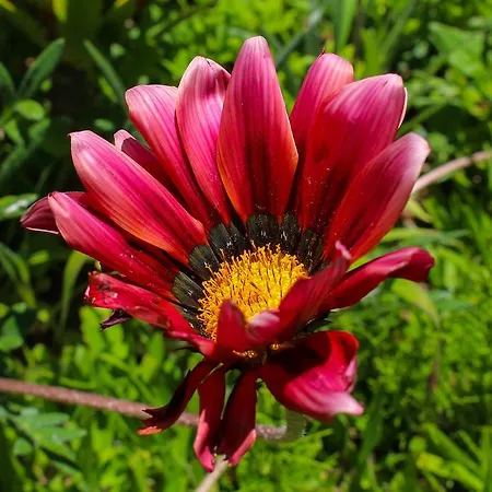 Casa de hóspedes Solar Do Carvalho 4*