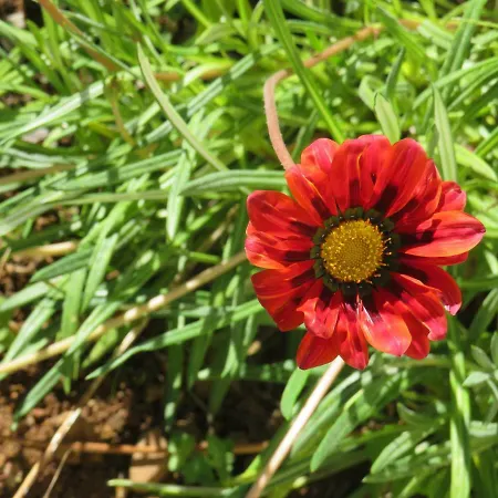 Гостевой дом Solar Do Carvalho