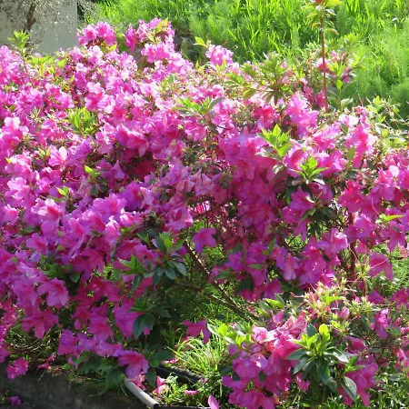 Solar Do Carvalho Casa de hóspedes 4*