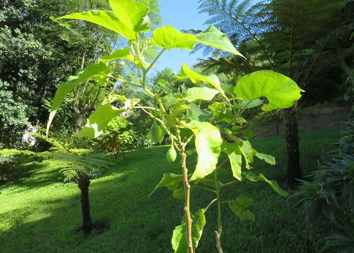 Solar Do Carvalho Сан-Висенти