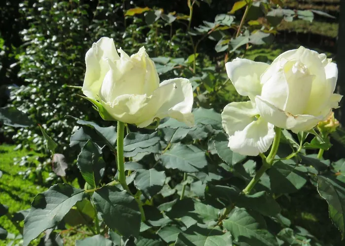 卡瓦罗阳光酒店 招待所 4*