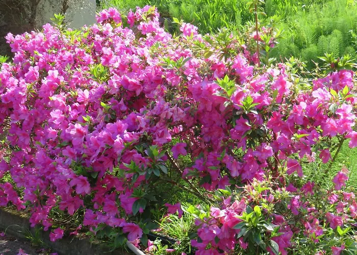 卡瓦罗阳光酒店 招待所 4*